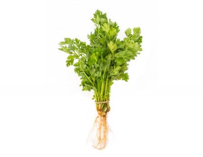 Coriander