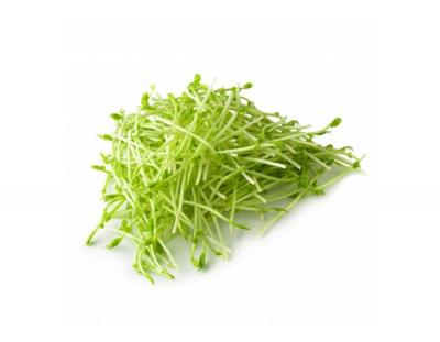 Fresh Pea Sprouts